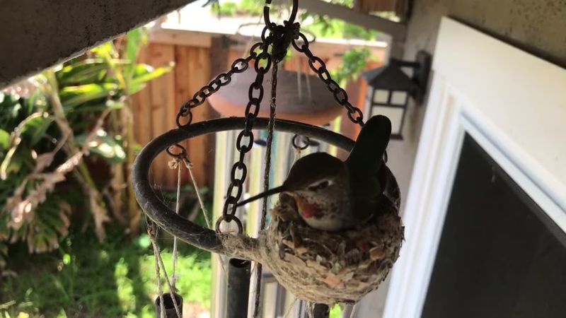 A Wind Chime Is an Unusual Nest Site, Not a Hummingbird Preference