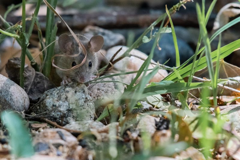Active Rodent or Small Pest Infestations
