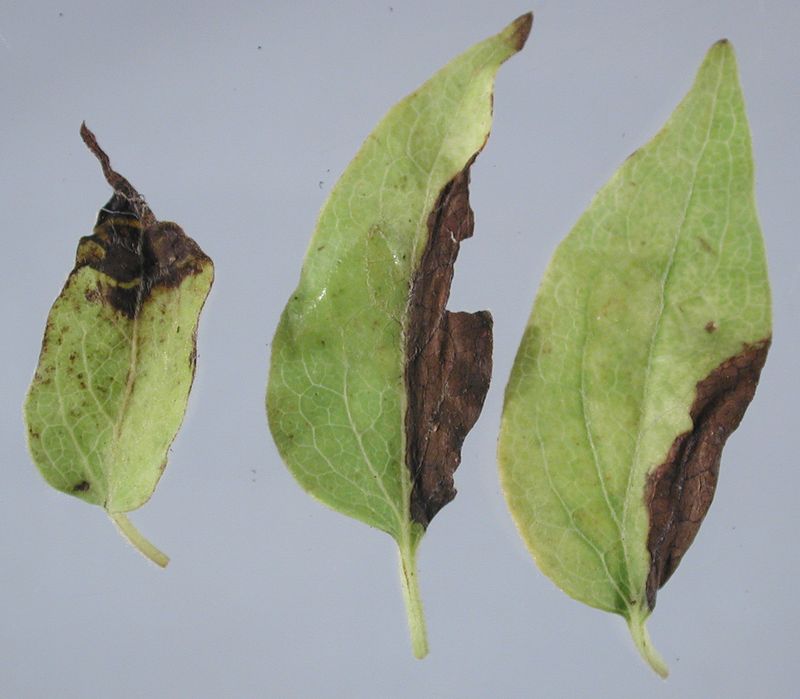 Read the Leaves for Early Warning Signs