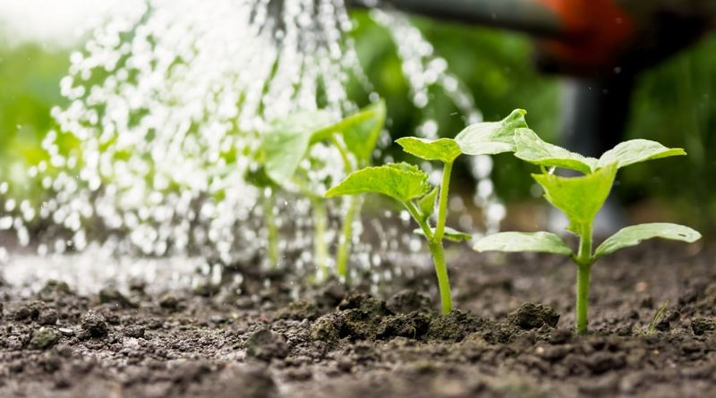 Avoid the overwatering correction