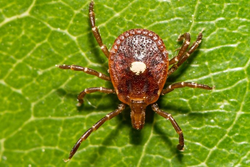 North Carolina Tick Risk Requires More Than Landscape Changes