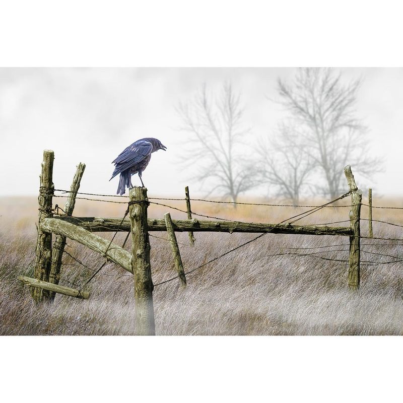 The Crow May Remember a Threat, but the Fence Is Not a Confession