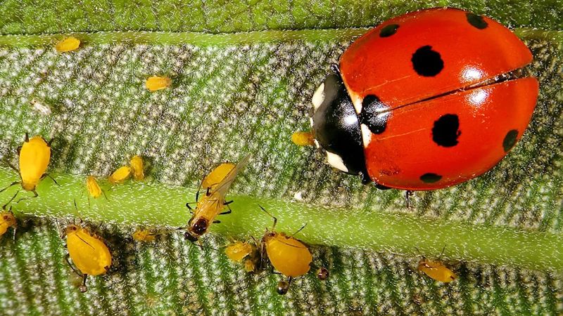 Attracts Ladybugs