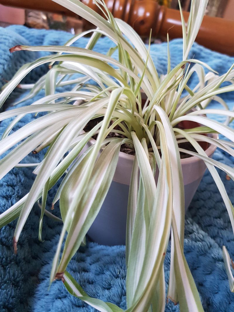 Pale, Washed-Out Color