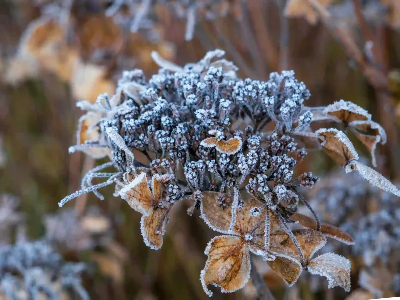 A late freeze can injure vulnerable buds and flowers