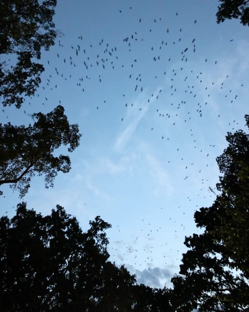 Why one evening cannot identify the cause of the flock
