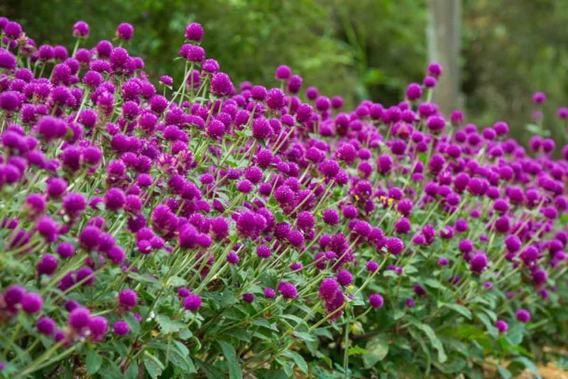 Gomphrena (Globe Amaranth)