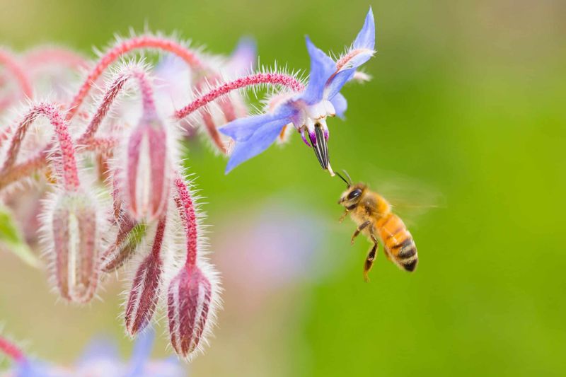 Borage