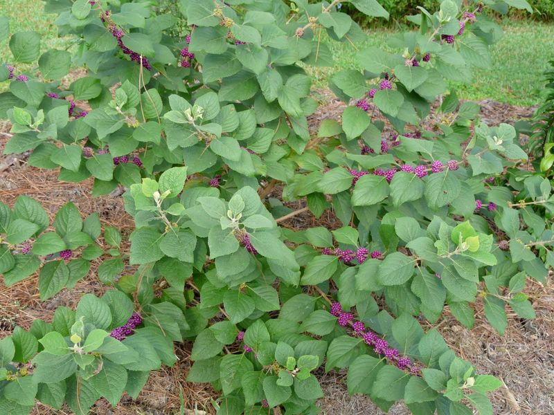 A loose border makes the shrub’s natural shape useful