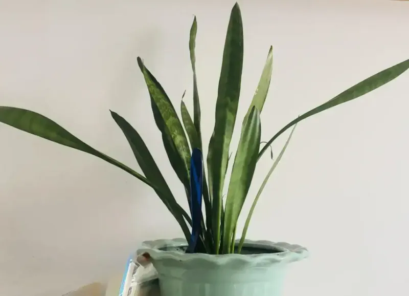 A Drooping Snake Plant Does Not Prove Its Roots Are Wet