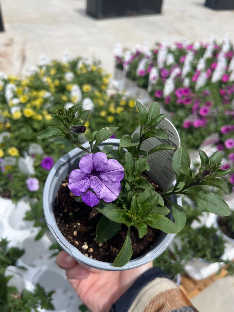Choose Suitable Varieties