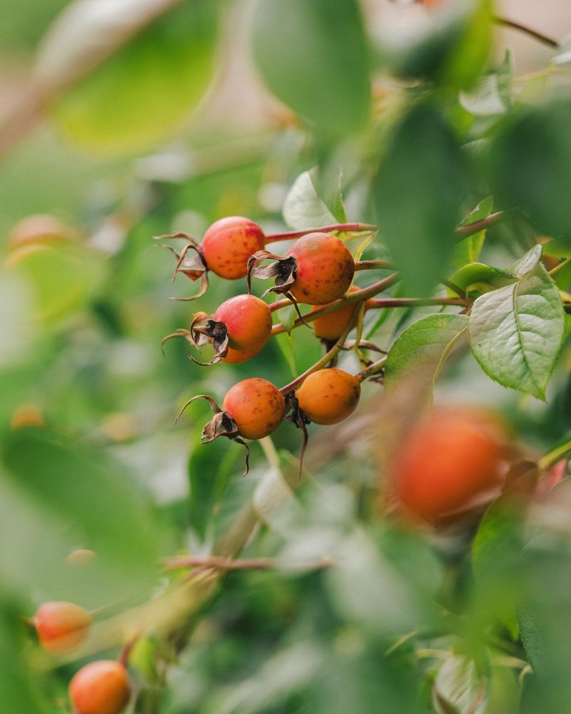 Let the Rose Hips Form