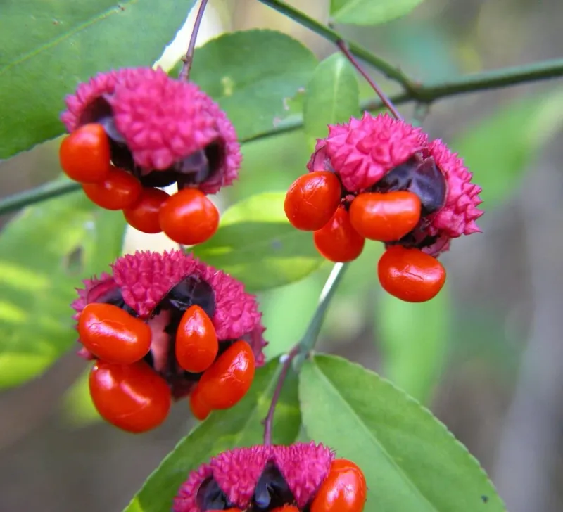 Strawberry Bush (Euonymus americanus)