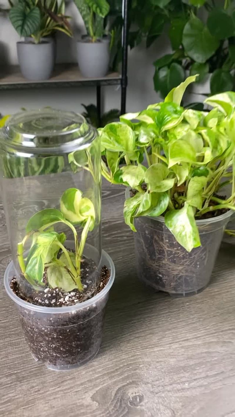 Fill Pots With a Fast-Draining Mix
