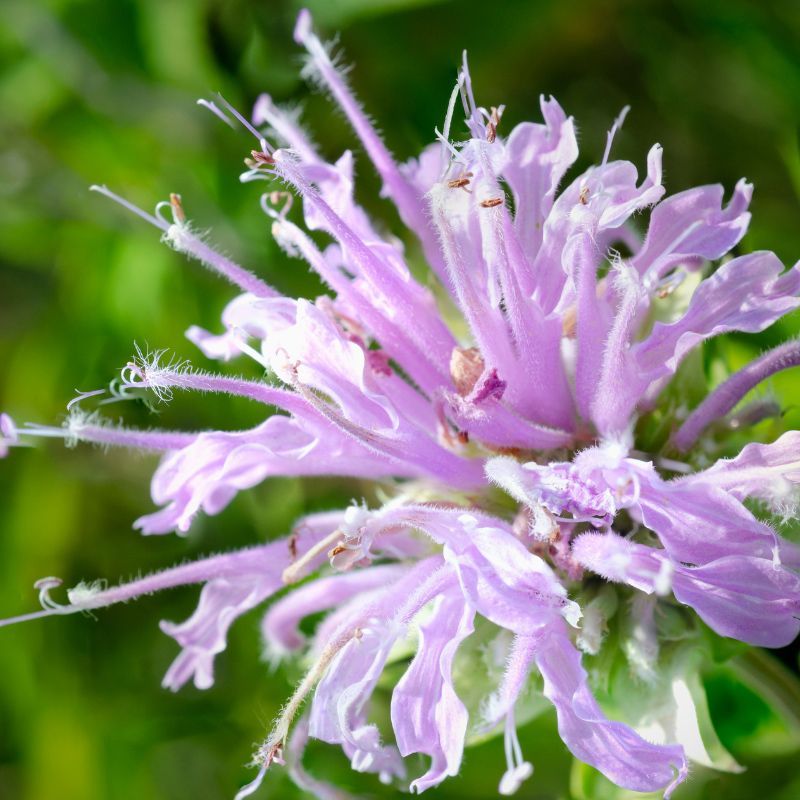 Wild Bergamot (Monarda fistulosa)