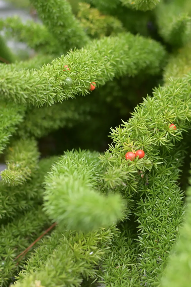 Asparagus Fern