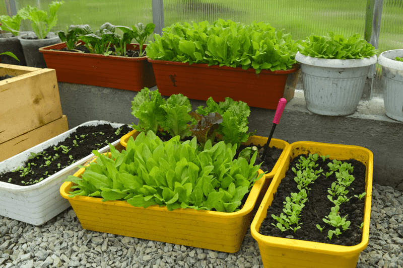 Containers and some raised beds can intensify heat and drying