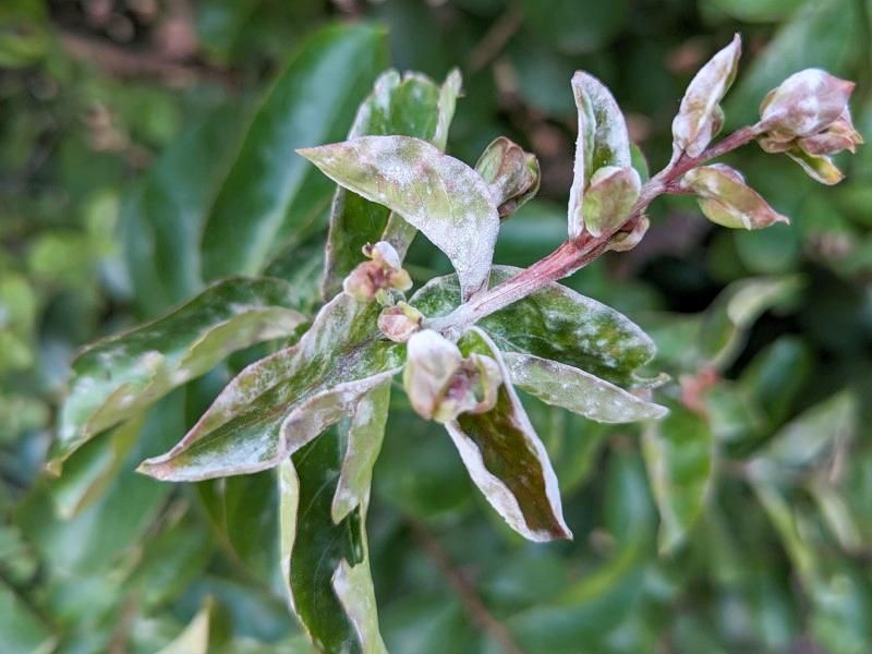 A dramatic leaf can be color—or a warning