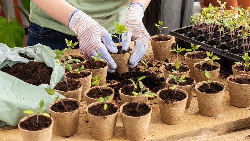 Save the seed, but leave room for variation