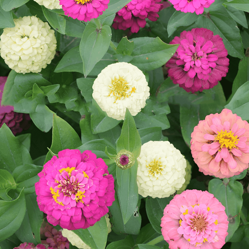 Zinnia