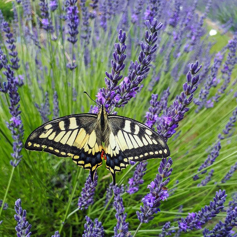 Lavender