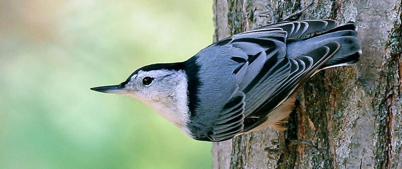 White-breasted Nuthatch