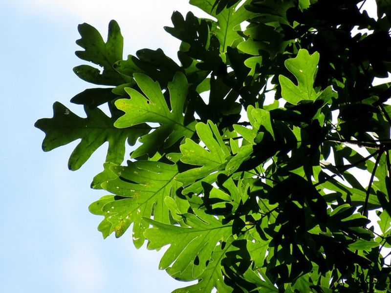 Oaks (White Oak and Northern Red Oak)