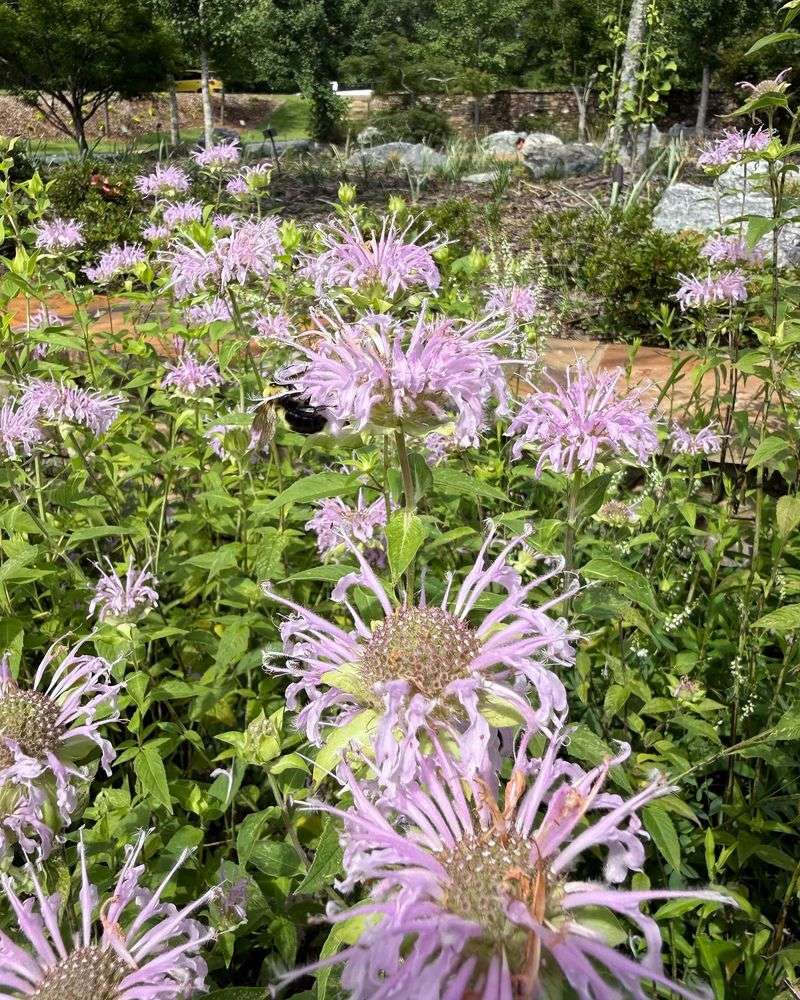 Wild Bergamot / Bee Balm (Monarda fistulosa)