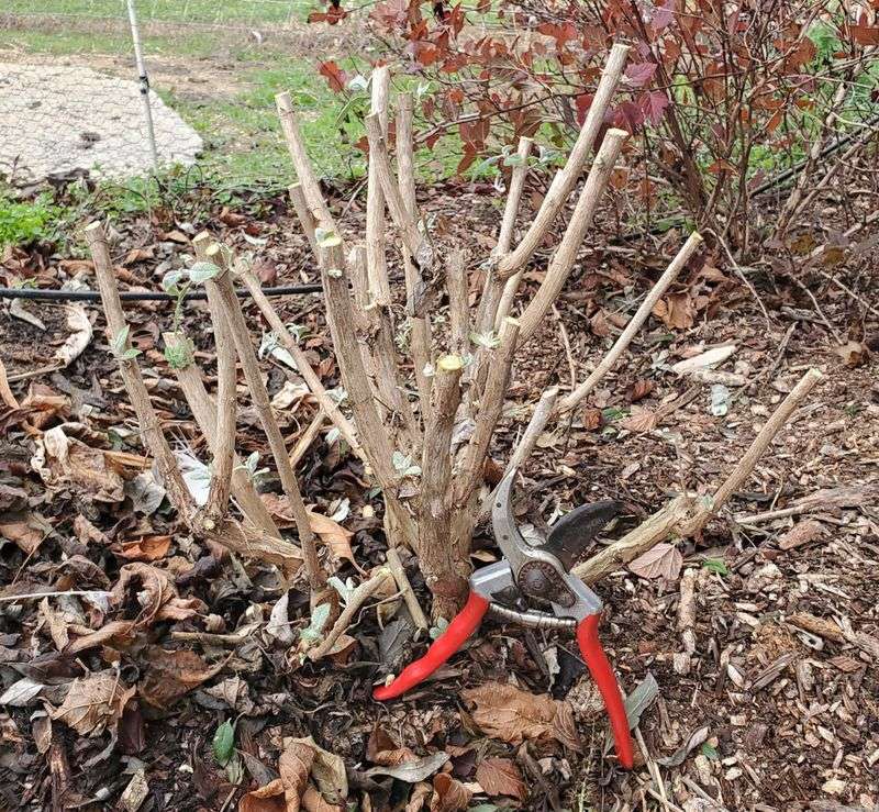Reserve a full rejuvenation cut for suitable, severely overgrown lilacs