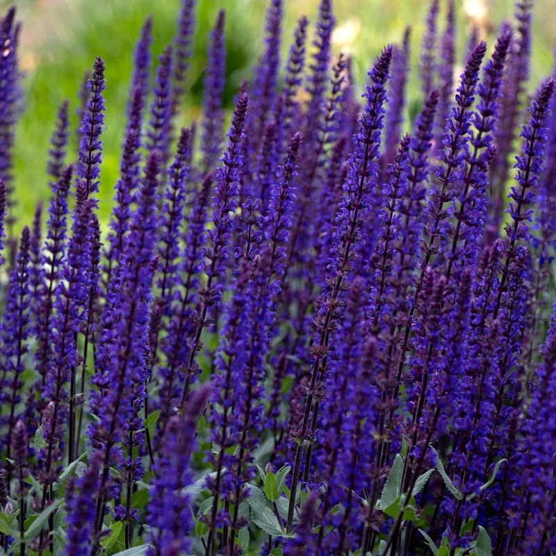 Salvia (Perennial Salvia nemorosa types)