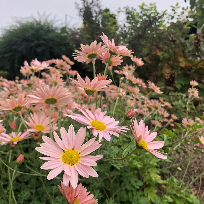 Sheffield Pink