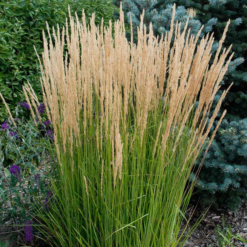 Feather Reed Grass (Karl Foerster)