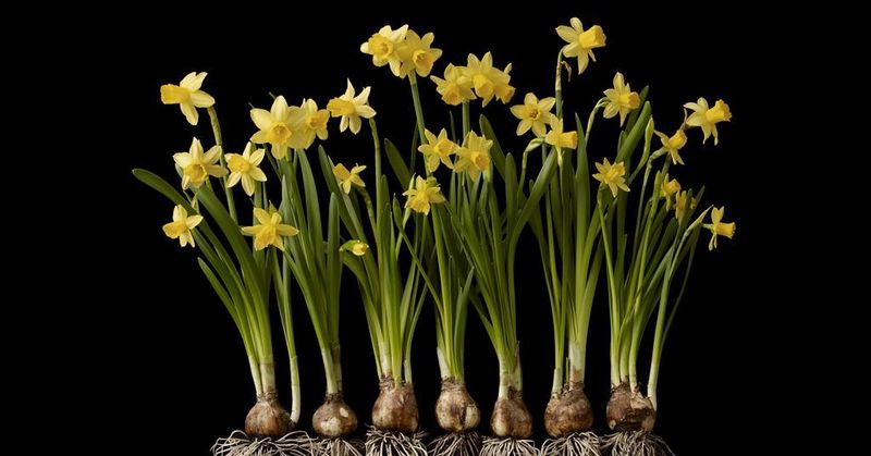 The bulb carries the greatest toxic risk