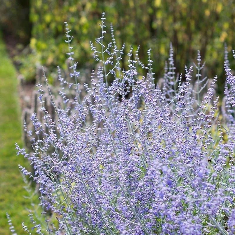 Russian Sage