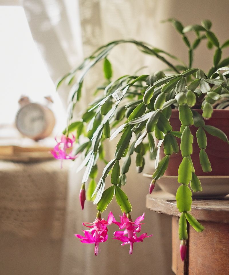 Provide Bright, Indirect Light During the Day