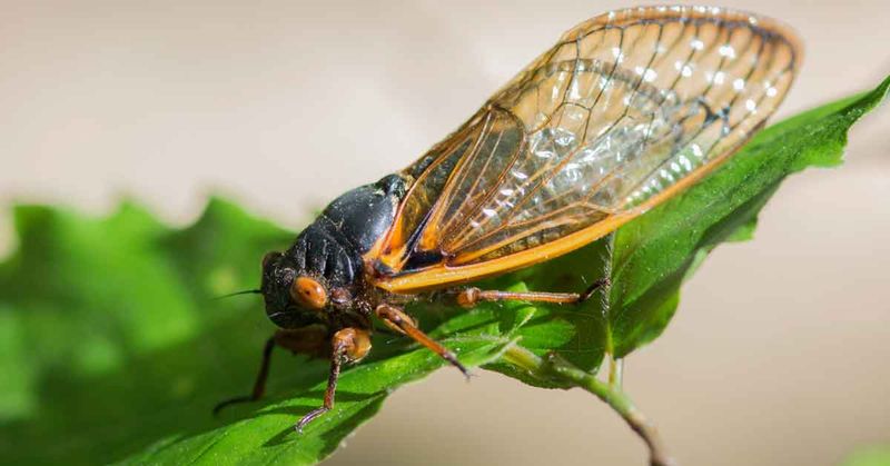 Keep the visitor; choose a targeted plan for pests