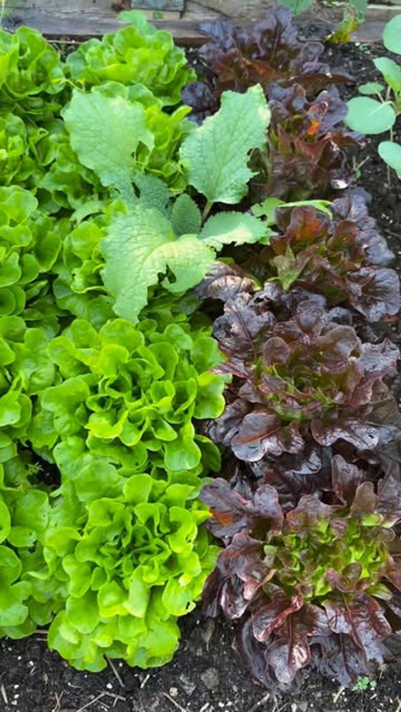 Lettuce