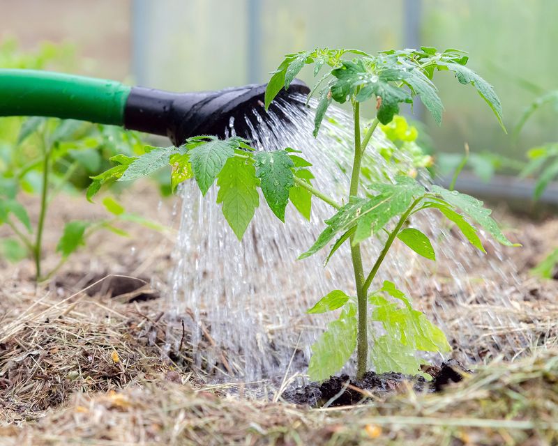 Inconsistent Watering