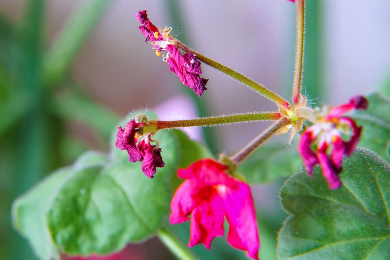 Fewer New Buds Are Appearing at the Top