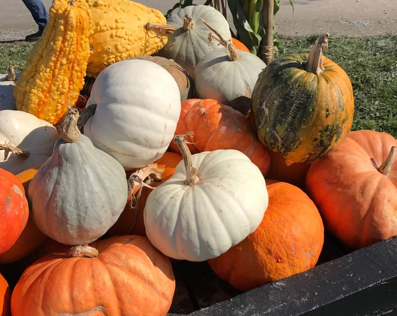 Keeping Squash Near Apples or in Sunny Windows