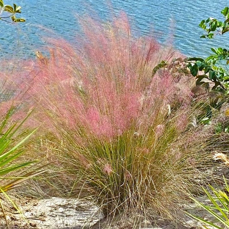 Full sun and good drainage support the strongest display
