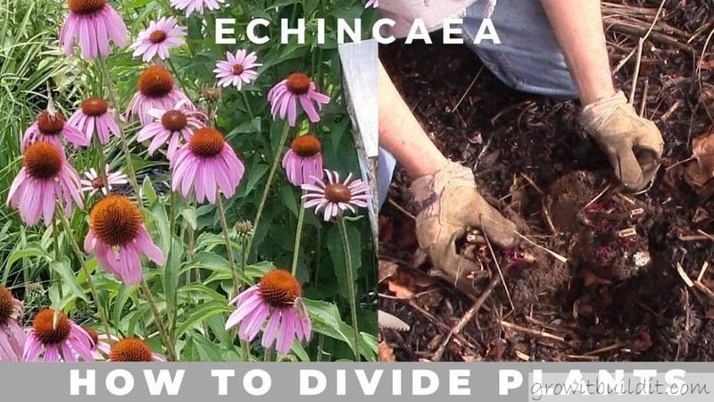 Divide Overgrown Plants