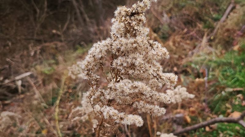 Goldenrod (Solidago spp.)