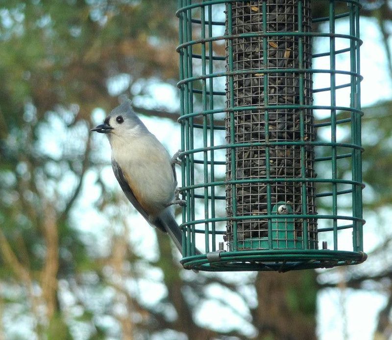 Tufted Titmouse