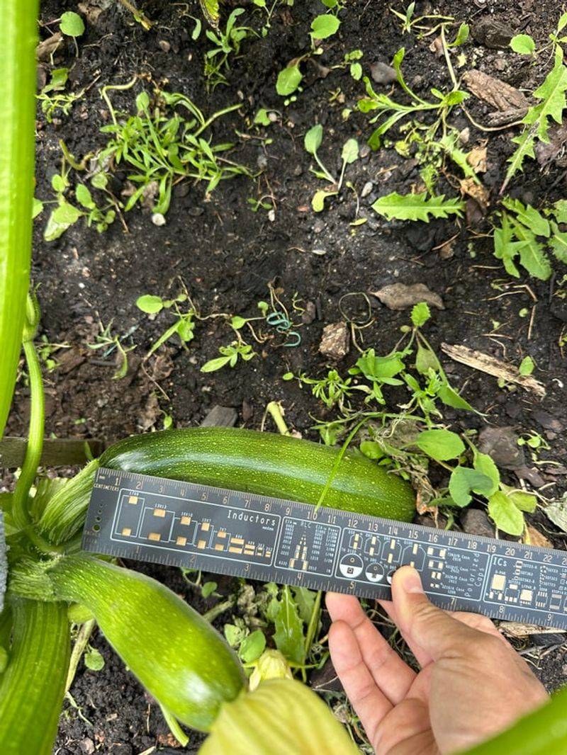 It Measures Six To Eight Inches Long