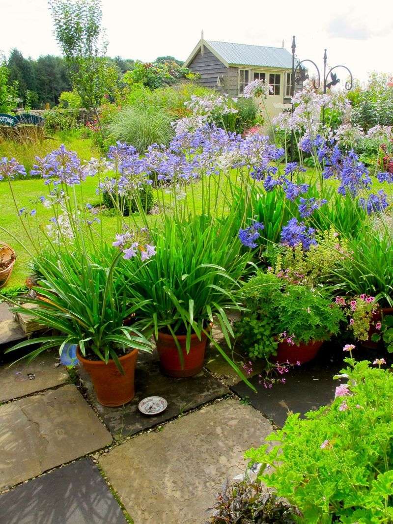 Use containers and protection where winters challenge the plant