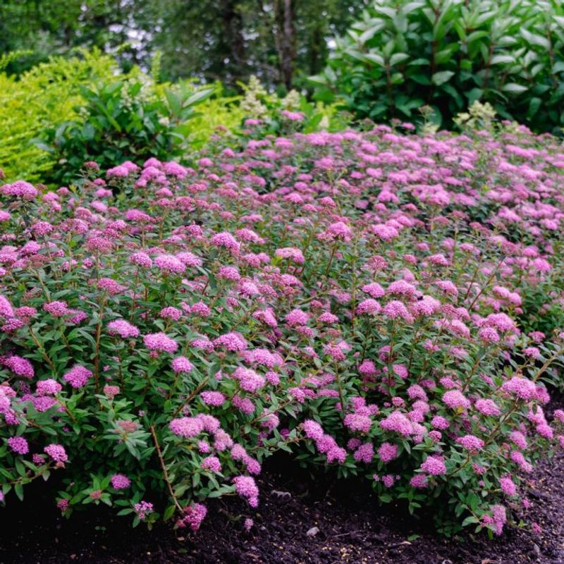 Spirea
