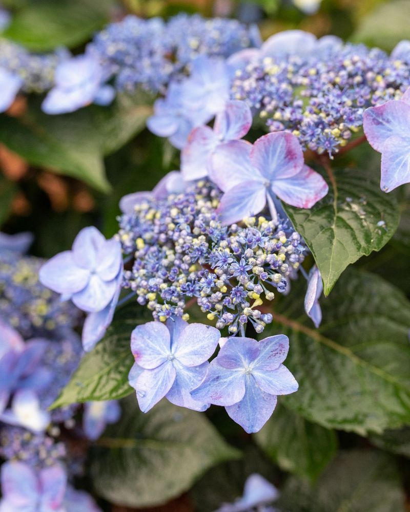 The Bud-Time Bloom Boost and Summer Cutoff