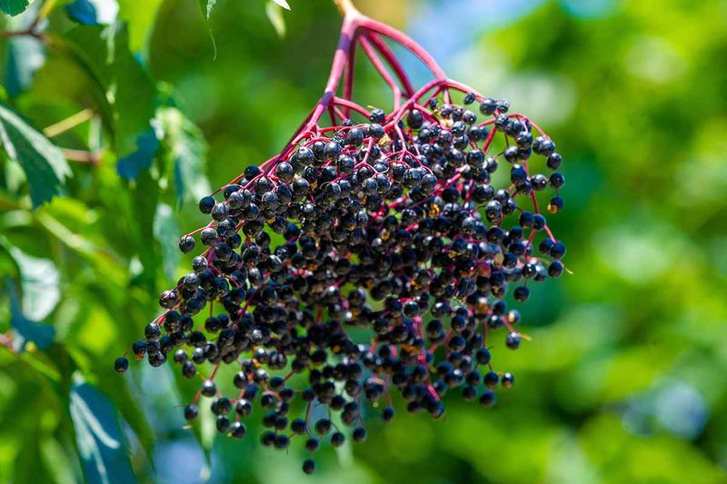 Elderberry