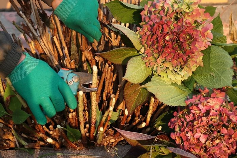Set expectations for the next flowering season